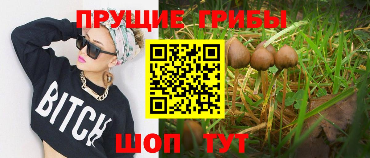 где можно купить наркотик  Псилоцибиновые грибы мицелий  Тында  Вход с VPN  Псилоцибиновые грибы Psilocybe 